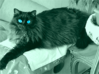 gatto